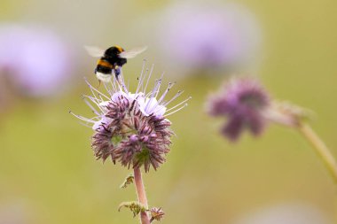 Lacy phacelia 'dan nektar toplayan yaban arısı (Phacelia tanacetifolia) Mavi tansi çiçekli bitki