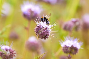 Lacy phacelia 'dan nektar toplayan yaban arısı (Phacelia tanacetifolia) Mavi tansi çiçekli bitki