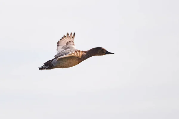 Common Pochard Flight Aythya Ferina Bird Flight — Stock Photo, Image
