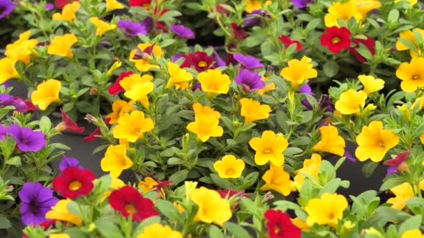 Calibrachoa Flores Coloridas Panning Direito Metragem — Vídeo de Stock