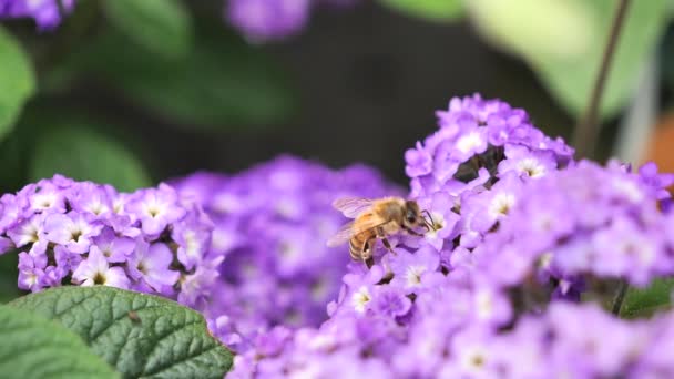 Pszczoła Zbierająca Nektar Kwiatów Heliotropium Arborescens — Wideo stockowe