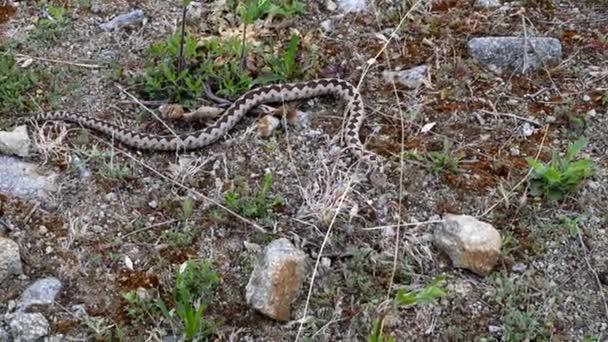 天然栖息地 Vipera Ammodytes 中的鼻角毒蛇雄性 — 图库视频影像