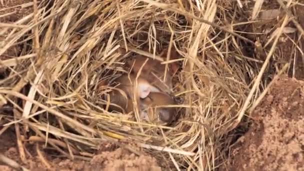 Muizennest Met Drie Baby Muizen Gevonden Buurt Van Het Huis — Stockvideo