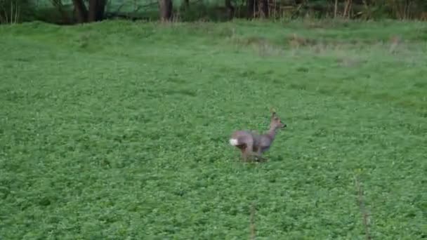 Roe Deer Male Running Field Capreolus Capreolus European Roe — Stock Video