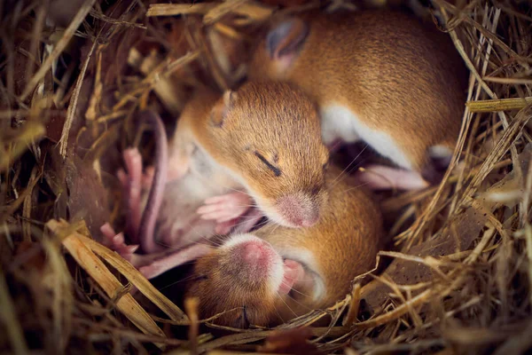 stock image Baby mice sleeping in nest in funny position (Mus musculus)