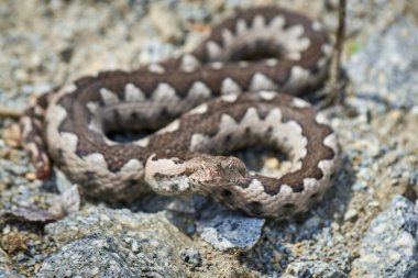 Burunlu Viper erkeği doğal yaşam alanında (Vipera ammoditleri)