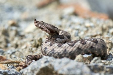 Burunlu Viper erkeği doğal yaşam alanında (Vipera ammoditleri)