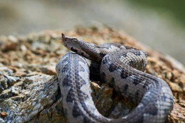Burunlu Viper erkeği doğal yaşam alanında (Vipera ammoditleri)