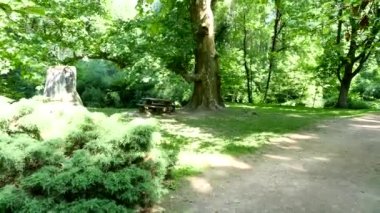 Londra büyük yaprak döken ağaç (Platanus acerifolia)