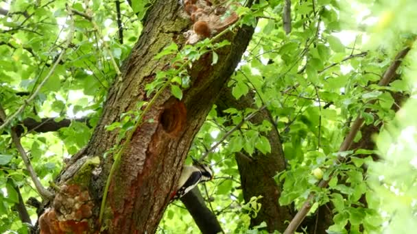 Büyük Benekli Ağaçkakan Yuva Deliğinde Yavruları Besliyor Dendrocopos Major — Stok video