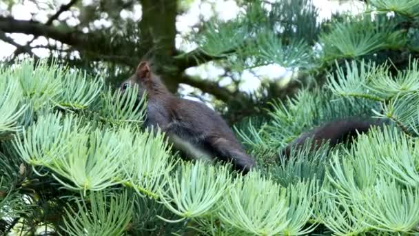Eurazjatycka Czerwona Wiewiórka Drzewie Sciurus Vulgaris — Wideo stockowe