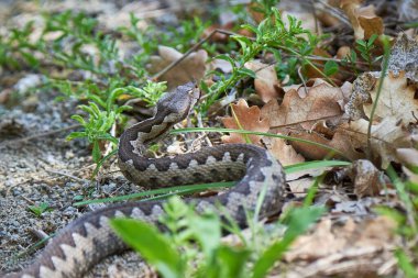 Burunlu Viper erkeği doğal yaşam alanında (Vipera ammoditleri)