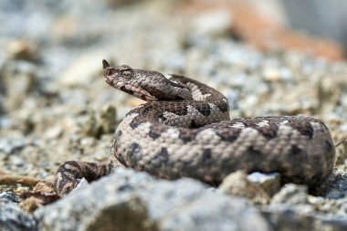 Burunlu Viper erkeği doğal yaşam alanında (Vipera ammoditleri)