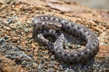 Burunlu Viper erkeği doğal yaşam alanında (Vipera ammoditleri)