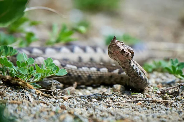 stock image Nose-Horned Viper male in natural habitat (Vipera ammodytes)