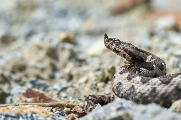 天然栖息地 Vipera Ammodytes 中的鼻角毒蛇雄性 — 图库照片