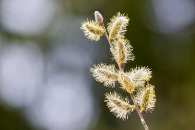 Salix caprea, Goat willow, Pussy willow or Great Sallow