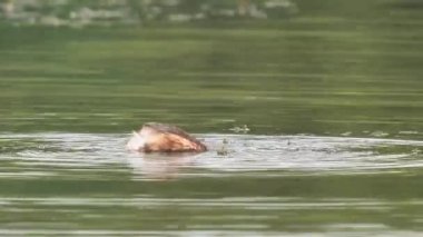 Yiyecek arayan dabchick olarak da bilinen küçük yunus balığı (Tachybaptus ruficollis) 