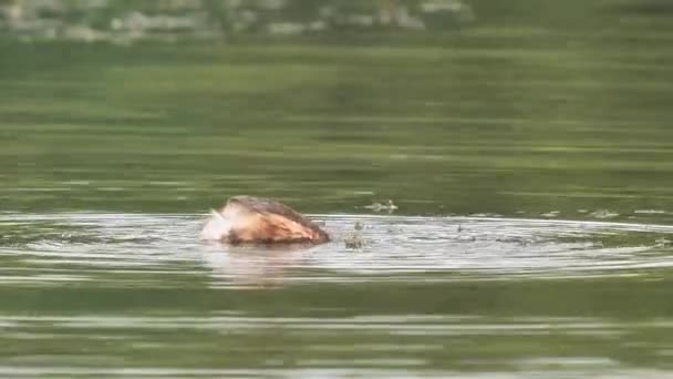 Little Grebe Also Known Dabchick Searching Food Tachybaptus Ruficollis — Stock Video