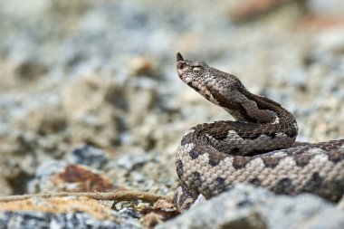 Burunlu Viper erkeği doğal yaşam alanında (Vipera ammoditleri)