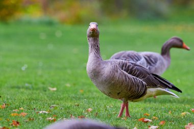 Greylag Goose sonbahar sezonunda sahada (Anser anser)