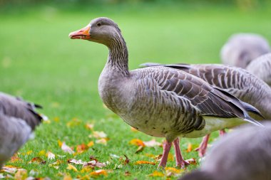 Greylag Goose sonbahar mevsiminde çimen yiyor (Anser anser)