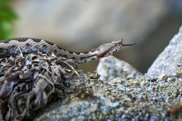 Nose Horned Viper Male Natural Habitat Vipera Ammodytes — Stock Photo, Image