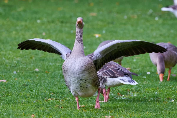 Greylag Goose Φτερούγες Anser Anser — Φωτογραφία Αρχείου