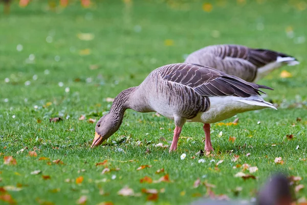 Greylag Geese Field Eating Grass Autumn Season Anser Anser — Stock Photo, Image