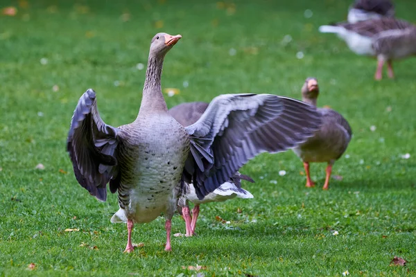 Greylag Goose Flapping Wings Anser Anser — Stock Photo, Image