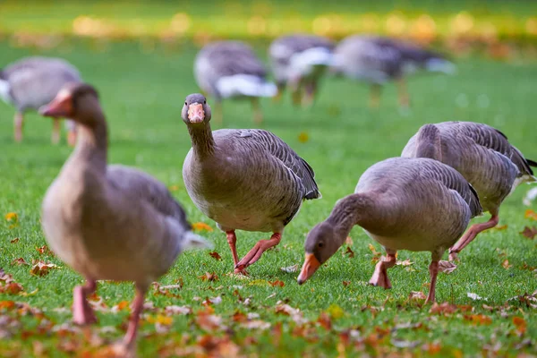 Greylag Geese Στο Πεδίο Τρώει Γρασίδι Την Εποχή Του Φθινοπώρου — Φωτογραφία Αρχείου