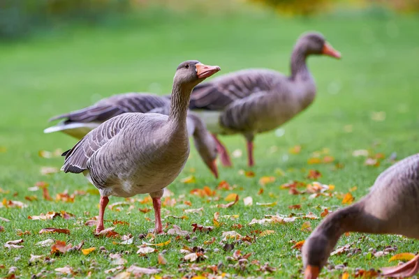 Greylag Kazları Sonbahar Mevsiminde Tarlada Yiyorlar Anser Anser — Stok fotoğraf