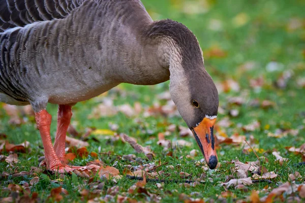 Greylag Goose Sonbahar Mevsiminde Çimen Yiyor Anser Anser — Stok fotoğraf