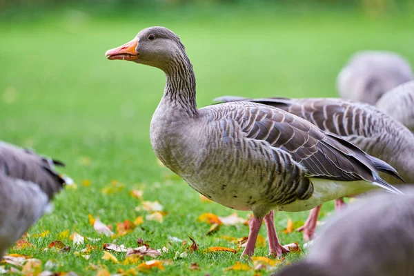 Greylag Goose Στο Γήπεδο Τρώει Γρασίδι Την Εποχή Του Φθινοπώρου — Φωτογραφία Αρχείου