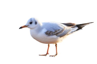 Beyaz arka planda siyah başlı martı (Larus ridibundus ) 