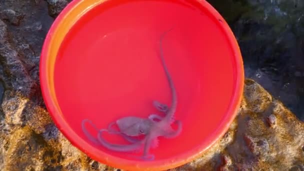Common Octopus Caught Greece Octopus Vulgaris — Stock Video