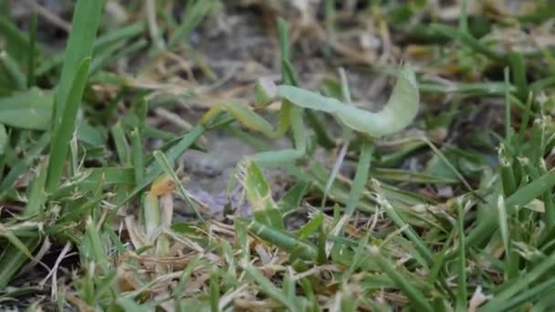 Mantis Europea Mueve Través Hierba Mantis Religiosa — Vídeo de stock