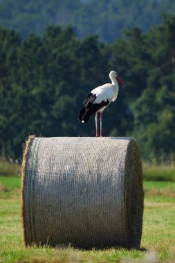 Beyaz leylek saman balyasında (Ciconia ciconia )