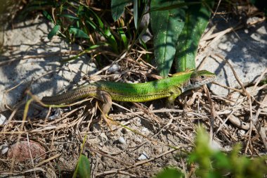 Kuyruksuz Avrupa yeşil kertenkelesi (Lacerta viridis)