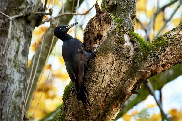 Black Woodpecker anchored by a tree (Dryocopus martius). Black Woodpecker feeding with carpenter ants
