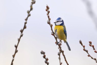 Eurasian blue tit bird sitting on a catkin or ament flower ( Cyanistes caeruleus )