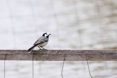 White wagtail bird sitting on a wood (Motacilla alba)