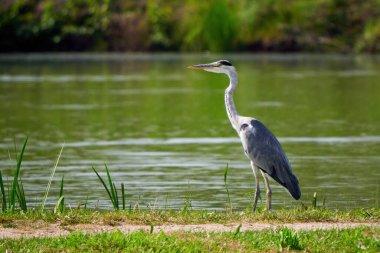 Bir göl kenarındaki gri balıkçıl kuşu (Ardea cinerea)