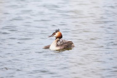 Yavruları olan büyük ibikli kuş (Podiceps kristali ).