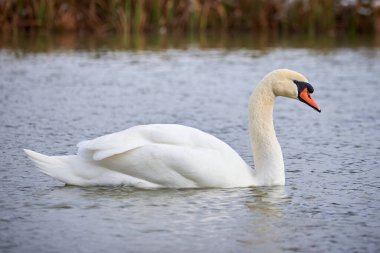 Kış mevsiminde gölde yüzen dilsiz kuğu (Cygnus olor)