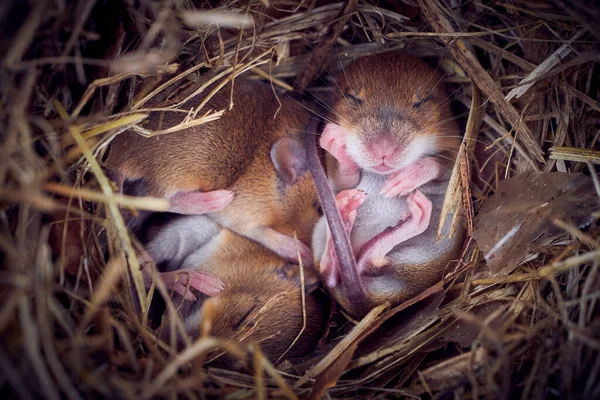 Μικρά Ποντίκια Που Κοιμούνται Φωλιά Αστεία Θέση Mus Musculus Εικόνα Αρχείου