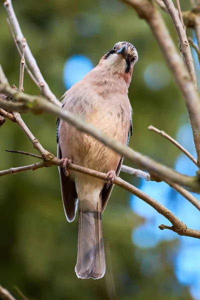 Eurasian jay bird sitting on a branch ( Garrulus glandarius )