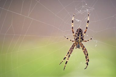 İnternette Avrupa bahçe örümceği (Araneus diadematus)).