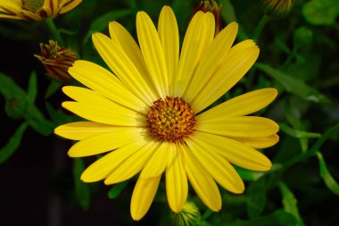 Güzel Afrika papatyası (Osteospermum). Cape Daisy yakın plan