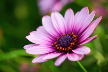 Güzel Afrika papatyası (Osteospermum). Cape Daisy yakın plan